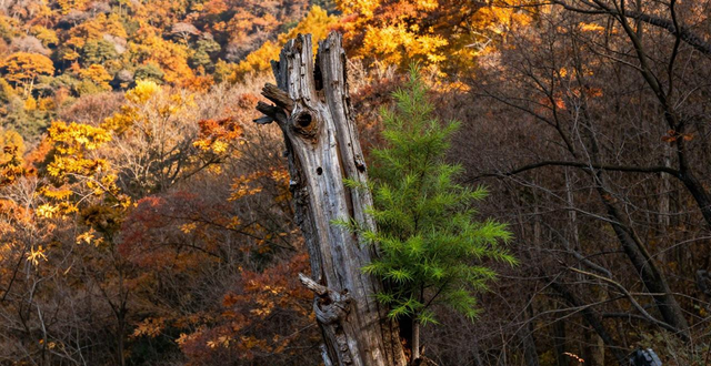 Zhejiang Tianmu Mountain Big Tree Kingdom_Tianmu Mountain Big Tree King Scenic Area_Zhejiang Tianmu Mountain Cryptomeria Ancient Tree Group
