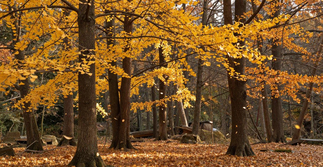 Zhejiang Tianmu Mountain Big Tree Kingdom_Tianmu Mountain Big Tree King Scenic Area_Zhejiang Tianmu Mountain Cryptomeria Ancient Tree Group