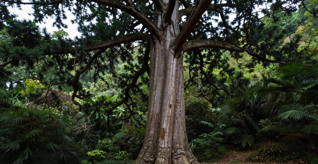 Tianmu Mountain Big Tree King Scenic Area_Tianmu Mountain Big Tree Kingdom Characteristic Trees_Tianmu Mountain Cryptomeria Landscape