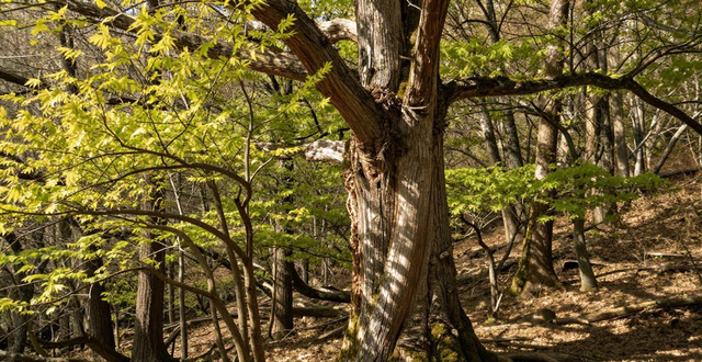 Tianmu Mountain Big Tree King Scenic Area_Tianmu Mountain Big Tree Kingdom Characteristic Trees_Tianmu Mountain Cryptomeria Landscape