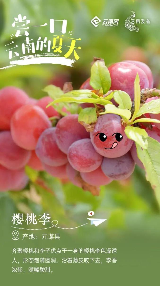 Yunnan specialty fruit picking_Yunnan rural tourism development_What are Kunming's specialty fruits