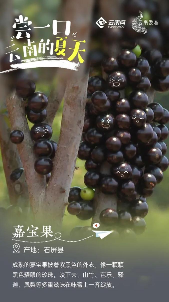 Yunnan specialty fruit picking_What are Kunming's specialty fruits_Yunnan rural tourism development