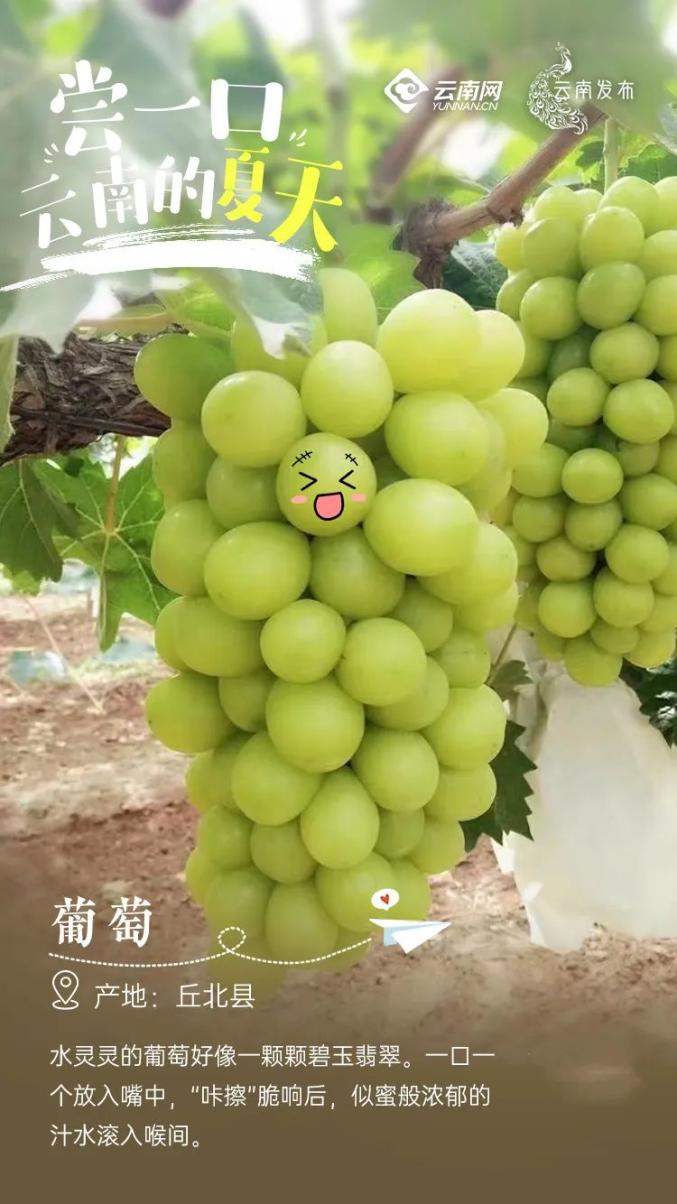 Yunnan specialty fruit picking_Yunnan rural tourism development_What are Kunming's specialty fruits