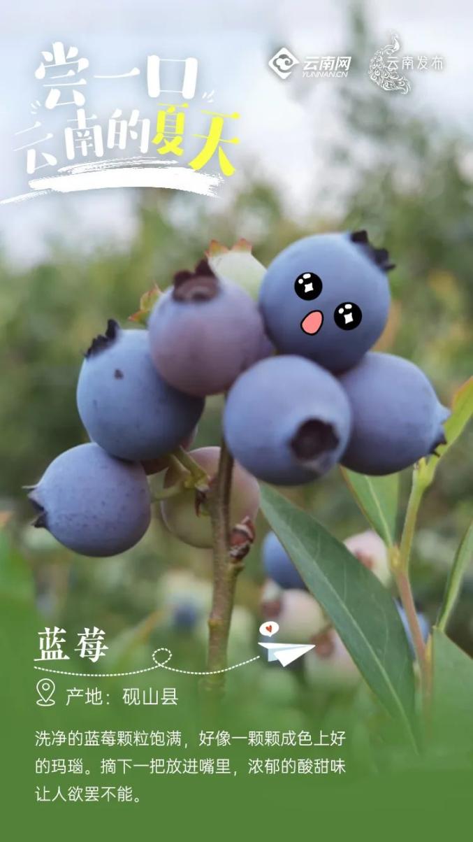 Yunnan specialty fruit picking_What are Kunming's specialty fruits_Yunnan rural tourism development