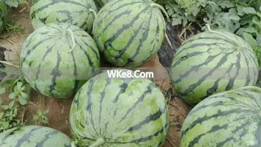 What are the specialty fruits of Kunming_Recommended fruits of Kunming_Encyclopedia of specialty fruits of Kunming