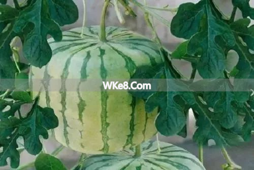 Kunming fruit recommendations_Yunnan specialty fruits_What are Kunming's specialty fruits