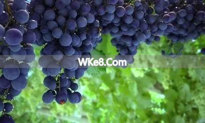 What are the specialty fruits of Kunming_A complete collection of Yunnan specialty fruits_Kunming fruit recommendations