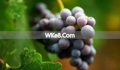 Kunming fruit recommendations_Yunnan specialty fruits_What are Kunming's specialty fruits