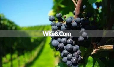 Kunming fruit recommendations_Yunnan specialty fruits_What are Kunming's specialty fruits