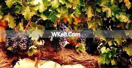 What are the specialty fruits of Kunming_Recommended fruits of Kunming_Encyclopedia of specialty fruits of Kunming