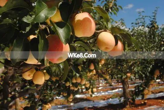 Yunnan specialty fruits_What are the Kunming specialty fruits_Kunming fruit recommendations