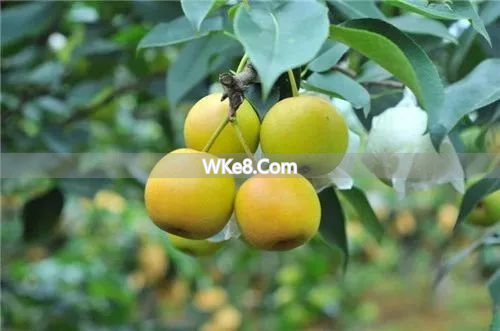 What are the specialty fruits of Kunming_Encyclopedia of specialty fruits in Yunnan_Kunming fruit recommendations