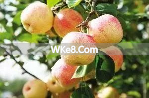 What are the specialty fruits of Kunming_What are the specialty fruits of Kunming_Kunming fruit recommendations